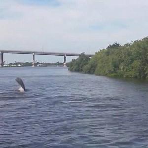 16K views · 605 reactions | These dolphins have us mesmerized.  To...