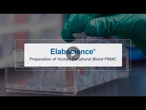 The Routine Operation Process of Human Peripheral Blood PBMC Preparation