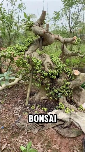 Is a fig tree suitable for bonsai? #bonsai