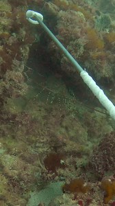 26K views · 371 reactions | Third times a charm 咽 I can see what happened the first time - the loop didn’t fully go under it’s tail, but the second time I still don’t know how he got out 樂 Thankfully this guy wasn’t the smartest and decided to hang around long enough to earn his free trip to China  | EJC Adventures | Facebook