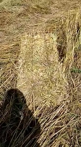 Vendo empacadora Marca New Holland 570 De alambre Año 2008 Factura original Calada 1000% $280,000 (precio fijo) Informes al 4621116262 Con watsap | Maquinaria e Implementos Agrícolas APL