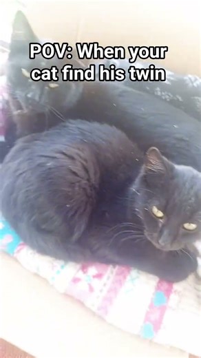 POV: When your cat find his twin.