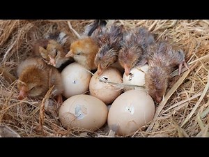 Natural Hatching Hen eggs to Chicks : Step by Step Procedure Beautiful video