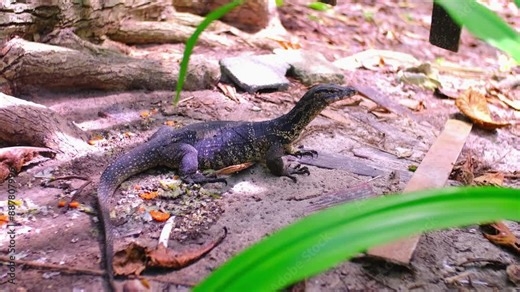 A monitor lizard walks on the sand between the trees. A giant lizard strolls along the sandy beach of Komodo National Park in Indonesia. Komodo dragon Varanus komodoensis.