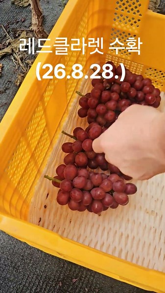 붉게 물든 포도 . 신품종 #레드클라렛