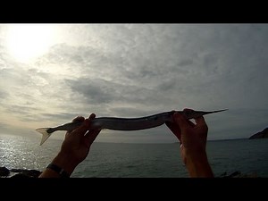 Shore Fishing - Float Fishing for Garfish - Tips and Tactics