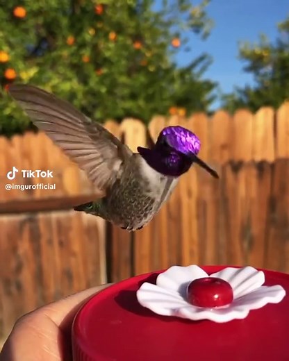 A real life shiny, captured by MetalPetals101 #imgur #nature #hummingbird
