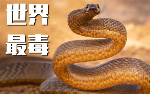 世界排名第一！内陆太攀蛇毒性到底有多恐怖？海蛇都被吊打！