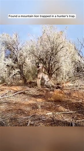 H1303050_A deadly hunter's trap vs. a powerful Mountain Lion.