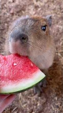 Capybara ASMR 🍉