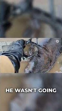 This Beaver Trap Actually Worked 🐾 #survival #outdoors