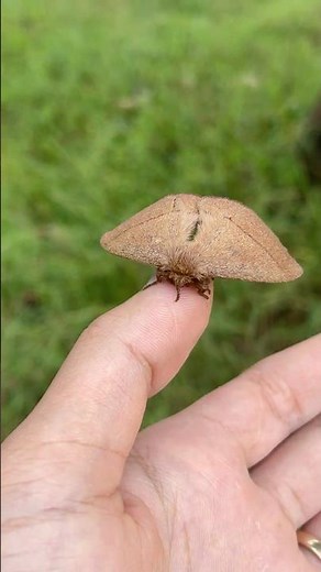 Hidden Brown Moth Found in the Field Nature Up Close