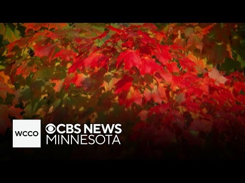 How weather may impact fall foliage in Minnesota