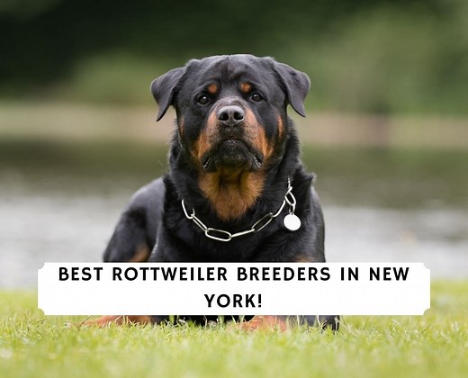 7 Best Rottweiler Breeders in New York! - We Love Doodles