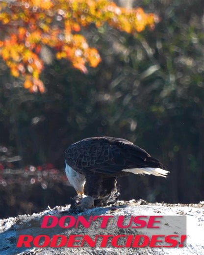 Bald Eagle’s Diet and Damaging Rat Poison. #Bald eagle #eagle, #birdlife #ratpoison #rodentcontrol | Mike Laptew