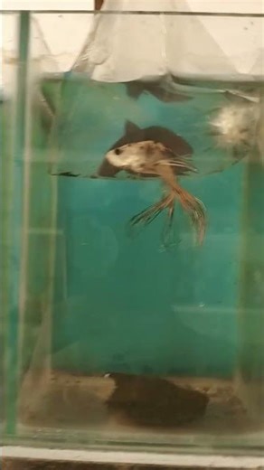 beta fish variety available #fish #beta #aquarium #aquariumfish