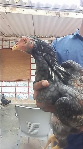 Aseel Java Murgha 😵#birds #aseelmurga #java #youtubeshorts