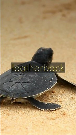 😃 Exciting Facts About Turtles You Must Know 🐢 || Turtle Tales || Wisdom Wave