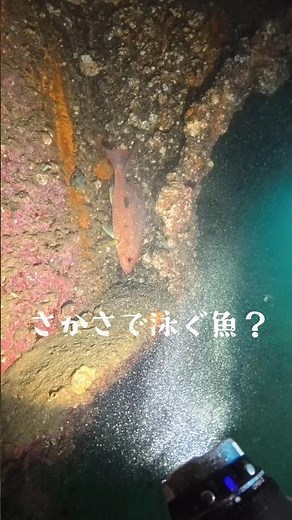 🐟逆さで泳いでる！？😳沈船に寄り添うクロホシフエダイ。 落ち着ける場所を見つけとったんかも😊#ダイビング #海の世界 #魚 #沈船 #スキューバダイビング