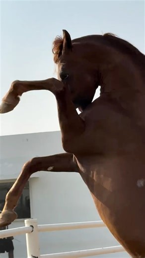 Egypt Horse on Reels