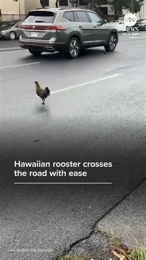 326K views · 5.5K reactions | Why did the rooster cross the road? A wild rooster was spotted skillfully dodging traffic in Honolulu. https://abcnews.visitlink.me/I0Ko7B | ABC News | Facebook