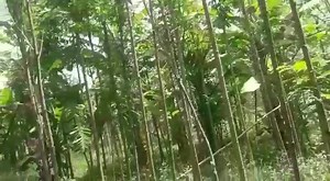 1.6K views | Property id 862 2 acres Arecanut plantation with house available for sale. Mud Road approach, Compound fencing, House, Borewell. Price - 60 Laks Location - Madhugiri Taluk, Tumkur district. WhatsApp https://wa.me/919535431839?text=Hi,Greenrealtors%20 WhatsApp group for updates https://chat.whatsapp.com/IfyNaimkoIsHfHlNhGpU7Z Website -www.greenrealtors.co.in YouTube channel - https://www.youtube.com/channel/UCSpl5G4NK7DbPFWaqJLUexQ | GREEN Realtors | Facebook