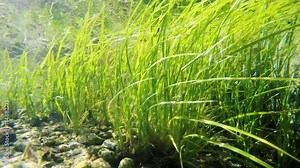 Clear shallow stream with underwater weed gently swaying