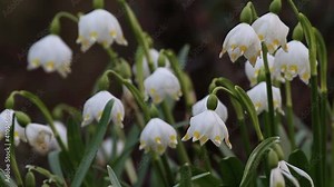 Märzenbecher: Die geschützte Pflanze auf einer frischen grünen Naturwiese. Die Frühjahrsblüher sind eine willkommene Nahrungsquelle für Insekten wie wilde Bienen, Honigbienen oder Wespen.
