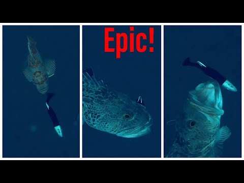 Epic Ling Cod and Rockfish underwater footage!