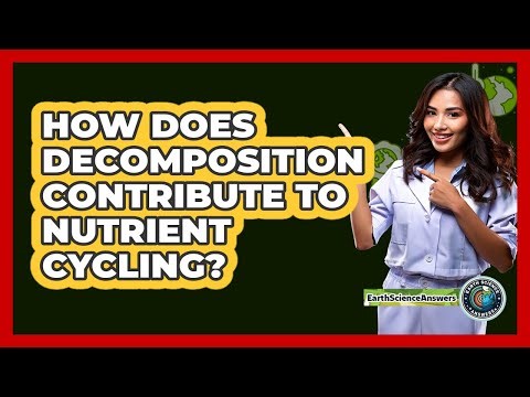 How Does Decomposition Contribute To Nutrient Cycling?
