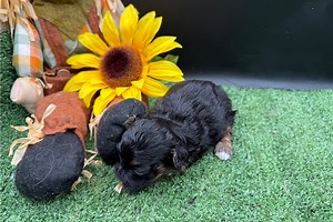 Bree - Peekapoo Puppy 2561C7