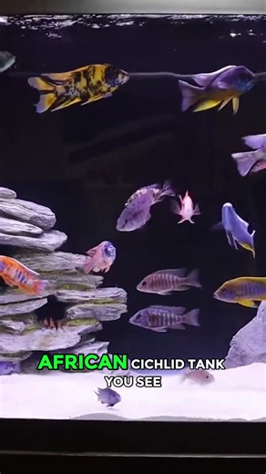 African Cichlids don’t play 🤣 Grab my FREE African Cichlid Guide in the Bio 👆 - - - 📲 Free Aquarium App → @Aquabuildr 💎 Luxury Installs → @KaveManSignature #aquariumhobby #aquariumlife #fishkeeping #aquarium #africancichlids