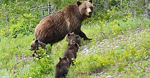 Member of beloved Grand Teton grizzly bear family hit and killed