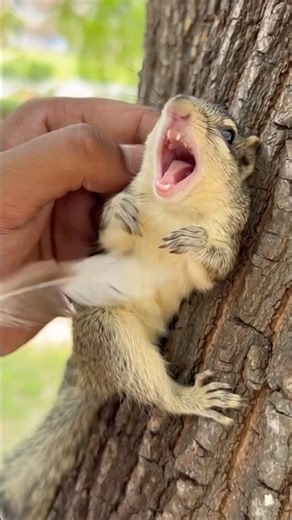 I didn’t know squirrels laugh like THIS 😅🐿️