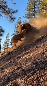 91K views · 572 reactions | Bear Fights Off Two Mountain Lions in...