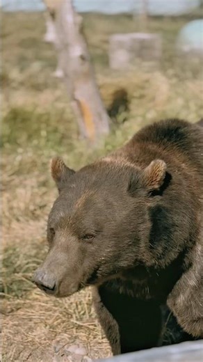 Waving Bears and Hungry Buffalo – Olympic Game Farm Highlights! #shorts