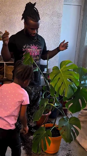 If your Monstera leaning like it’s had a long night… it’s probably time to restake 😅🌿 Here’s how to fix it real quick 👇🏾 • Check which direction it’s leaning (that’s where support is needed) • Gently loosen the soil roots if it’s root-bound • Repot into fresh soil if needed (don’t size up too much) • Add a moss pole or stake behind the main stem • Tie loosely for support but don’t put it in a chokehold Boom.. posture check completed ✅ #GETLIKEGREG #plantcare #vegastrainer #plantdaddy #girlda