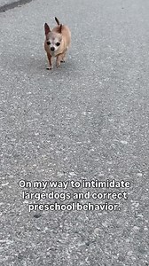 72K views · 3.4K reactions | Just serves. One bark at a time. ⚖️ - Coco | Coconut The Chihuahua � | Facebook