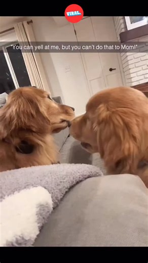 VIRAL. on Instagram: "Did you know dogs can understand up to 250 words and gestures? 🐕 That puts some dogs at the same communication level as a 2-year-old child. They don’t just respond to tone — they recognise patterns, routines, and even intentions. Fun fact: Dogs evolved special facial muscles just to make expressions humans find cute. That “puppy eyes” look? Biology, not acting. They weren’t just trained by us. They evolved with us. Who’s smarter — your dog or you? 👀 #didyouknow #dogs #ani