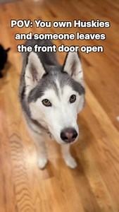 They are that fast 😂 #husky #huskylife #huskylove #dogmemes #dogreels #worldsokayestdogs #dogs #funnydogs | World's Okayest Dogs