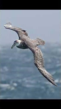 Southern Giant Petrel #animalfacts #wildlife #birds #antarctica #petrel #ornithology #marinelife