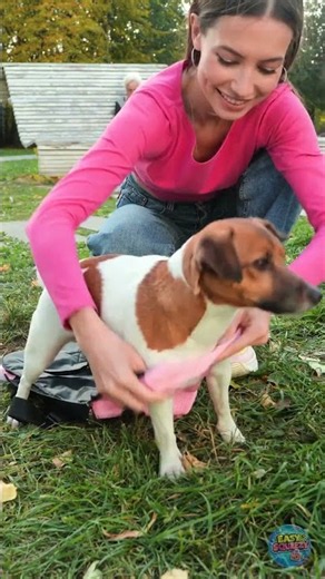 Amazing Pet Hacks & Clever Gadgets That Make Pet Care Fun! 🐶✨