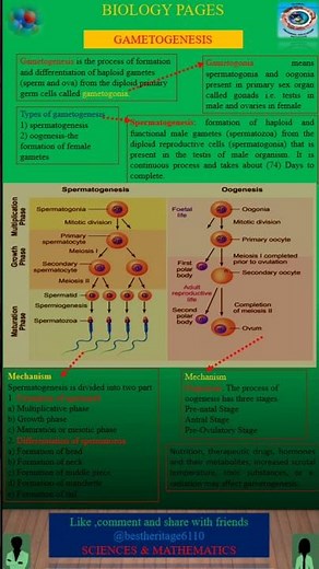 GAMETOGENESIS-REPRODUCTION