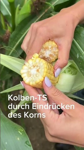 Und welcher Typ bist du? 🤔🌽 #mais #erntezeitpunkt #kws