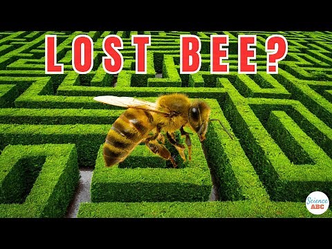 What Happens To Bees When They Get Lost?
