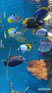 🪸 Shipwreck Reef Aquarium – Colorful Fish at Bangkok Sea Life Ocean World 🐠