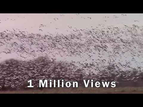 Thousands of Snow Geese Come In For A Landing. One Million Views!
