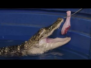 ALLIGATOR EATS TURKEY FOR THANKSGIVING WITH THE KING OF DIY! | BRIAN BARCZYK