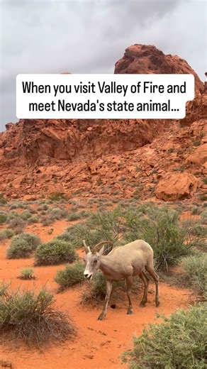 We spotted a herd of Desert Bighorn Sheep wandering through Valley of Fire State Park. They are one of the most iconic and resilient animals of the American Southwest and Nevada’s State animal. 🌄 Desert Bighorn Sheep 🐏 Key Facts: * Species: The bighorn sheep in Valley of Fire are a smaller subspecies called Desert Bighorn Sheep ( Ovis canadensis nelsoni). * Characteristics: Rams have large, curved horns, while ewes have smaller, less curved horns. They are agile climbers with special hooves th