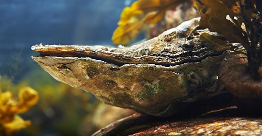 Oyster Vs Mussel: What Are the Differences?